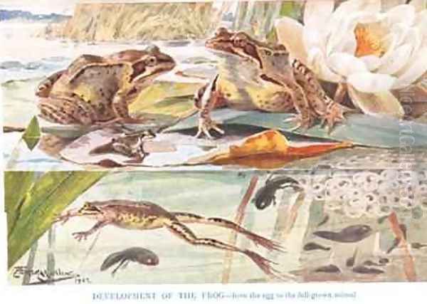 Development of the Frog illustration from Country Days and Country Ways Oil Painting by Louis Fairfax Muckley