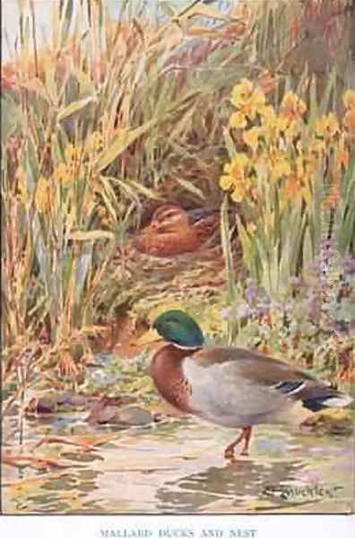 Mallard Ducks and Nest illustration from Country Days and Country Ways Oil Painting by Louis Fairfax Muckley