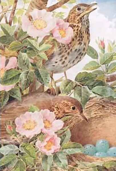 Song Thrushes with Nest illustration from Country Days and Country Ways 1940s Oil Painting by Louis Fairfax Muckley