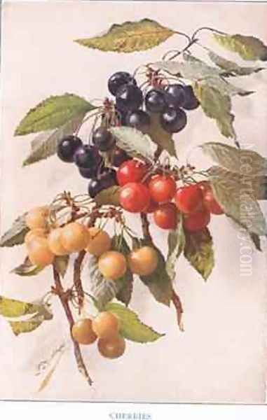 Cherries illustration from Country Days and Country Ways Oil Painting by Louis Fairfax Muckley