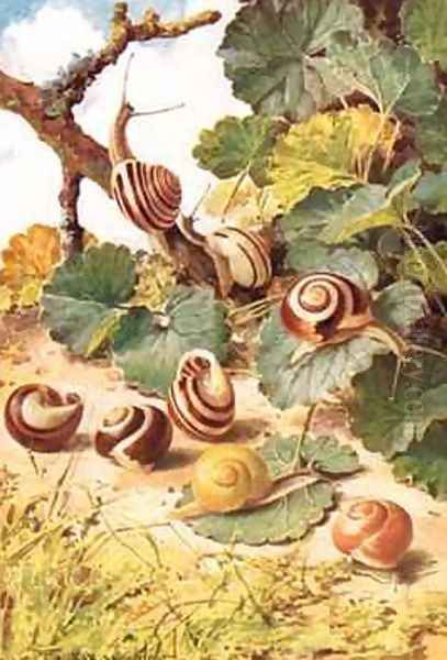 Land Snails illustration from Country Days and Country Ways Oil Painting by Louis Fairfax Muckley