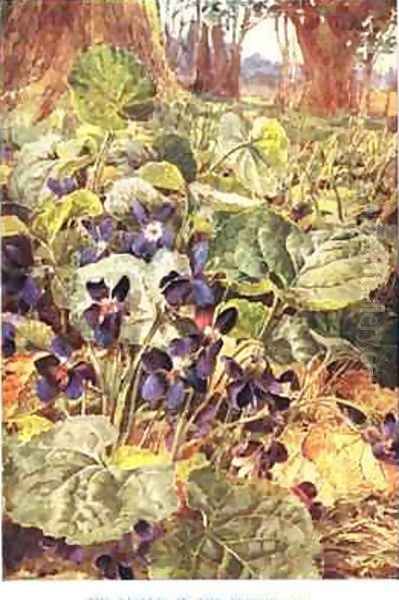 Violets in the Beechwood illustration from Country Ways and Country Days Oil Painting by Louis Fairfax Muckley