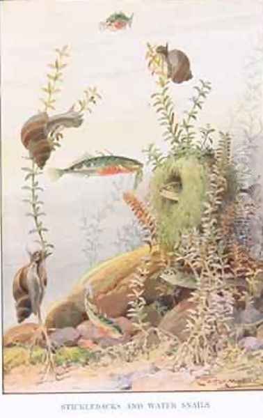 Sticklebacks and Water Snails illustration from Country Ways and Country Days Oil Painting by Louis Fairfax Muckley