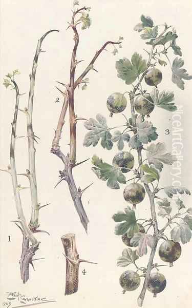 Study of gooseberries Oil Painting by Louis Fairfax Muckley