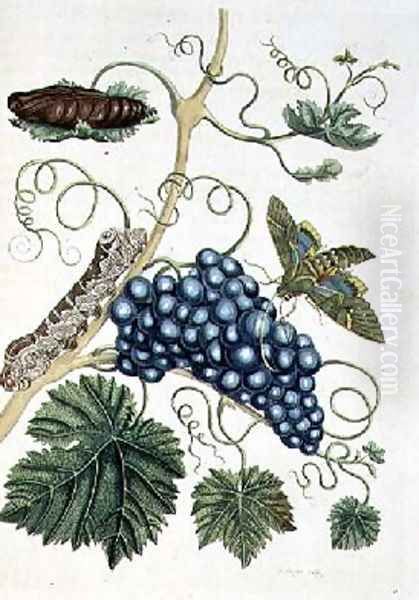 Grape Vine with Philampelus Labruscae moth in three stages of development engraved by P Sluyter Oil Painting by Maria Sibylla Merian