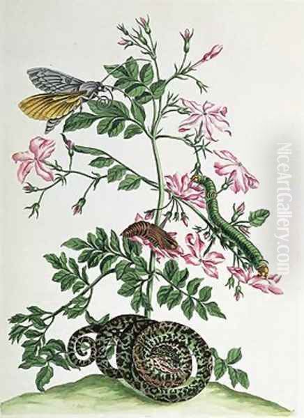 Jasmine with snake moth caterpiller and chrysalis plate 46 from Over de Voorteeling 1730 Oil Painting by Maria Sibylla Merian