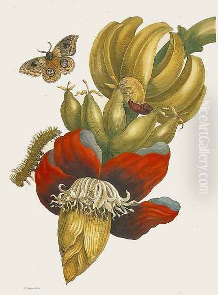 Banana Plant Oil Painting by Maria Sibylla Merian