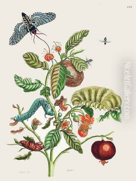 Wooly-haired Megalopygio Caterpillar Oil Painting by Maria Sibylla Merian