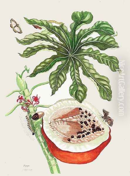 Papaya Oil Painting by Maria Sibylla Merian