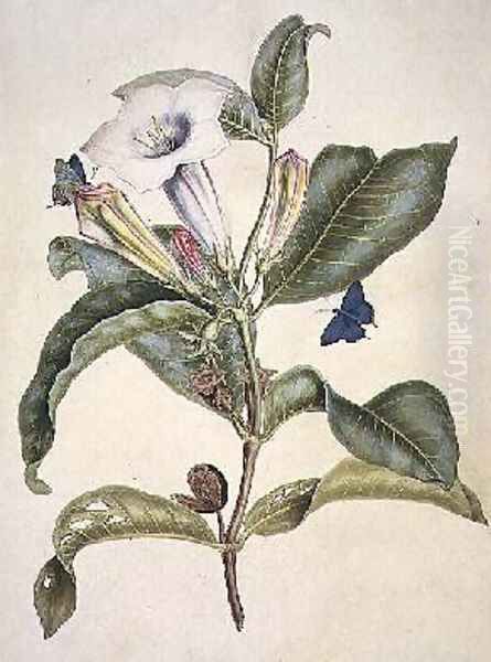 Thorn apple Oil Painting by Maria Sibylla Merian