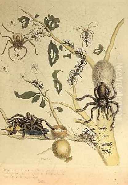 Spiders Mygole plate 18 from Over de Voorteeling 1730 Oil Painting by Maria Sibylla Merian