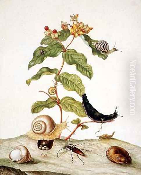 Hypericum Baxiforum with snails and a beetle 1695 Oil Painting by Maria Sibylla Merian