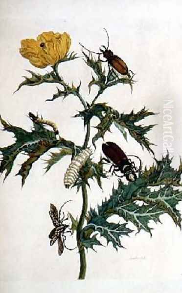 Cardos Spinosus Beetles and Caterpillars plate 69 from Over de Voorteling 1730 Oil Painting by Maria Sibylla Merian