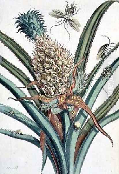 Pineapple with Insects engraved by J Mulder plate 1 from The Metamorphosis of the Insects of Surinam Oil Painting by Maria Sibylla Merian