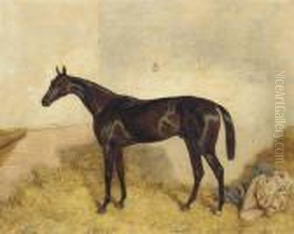 A Dark Bay Racehorse In A Loosebox Oil Painting by Harry Hall