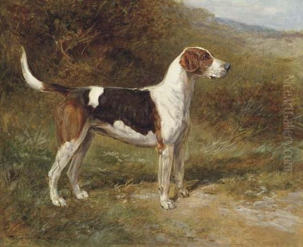 Sunshine, A Foxhound Of The Quorn Oil Painting by Heywood Hardy