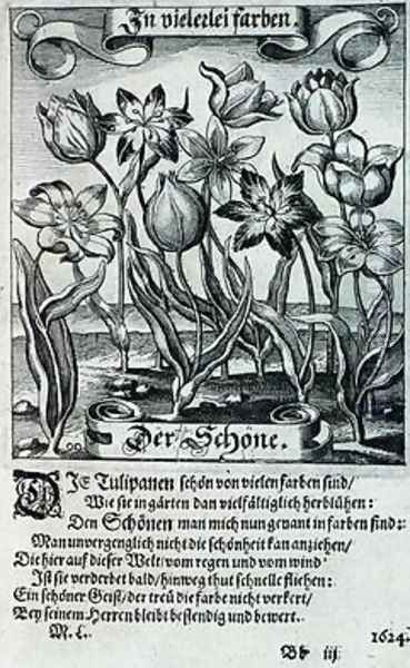 Tulips from a book on botany 1646 Oil Painting by Matthaus, the Younger Merian