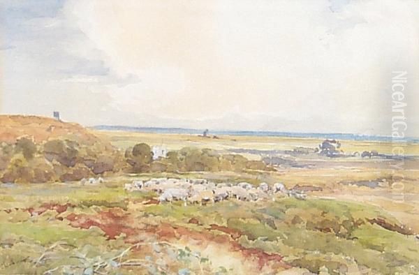 Sheep Grazing Near Cley Oil Painting by Claude Hayes