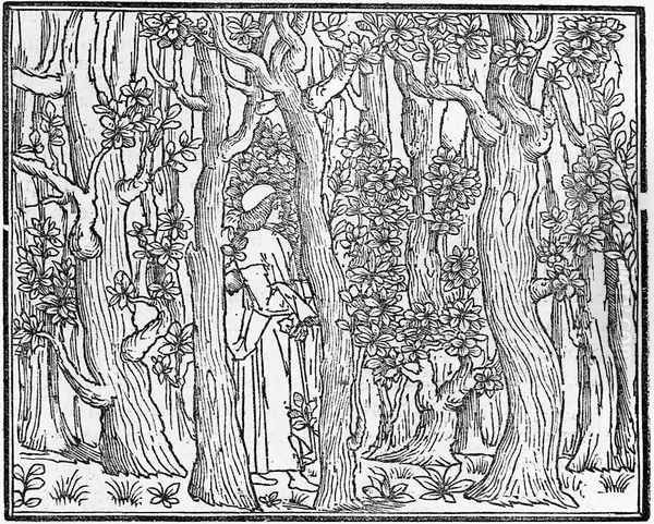 Poliphilus in a Wood 1499 Oil Painting by Aldus Manutius