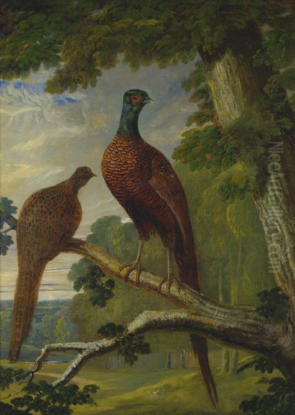 A Pheasant Cock And Hen Oil Painting by John Frederick Herring Snr