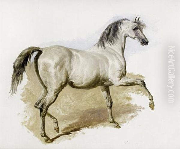 Study Of A Grey Arab Mare Oil Painting by John Frederick Herring Snr