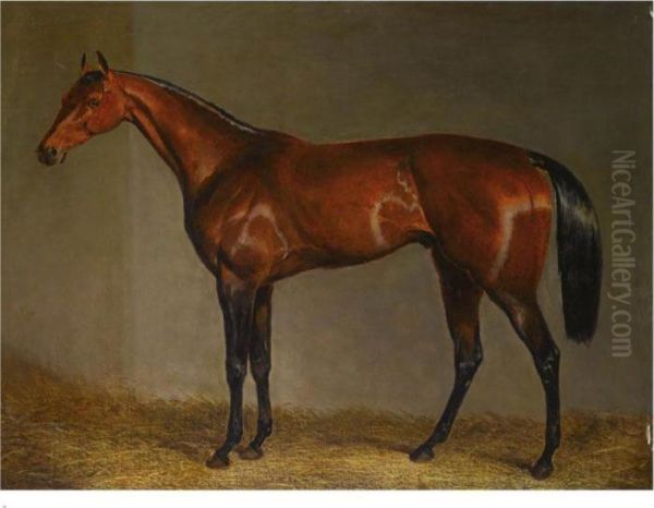 A Bay Racehorse In A Stable Oil Painting by John Frederick Herring Snr