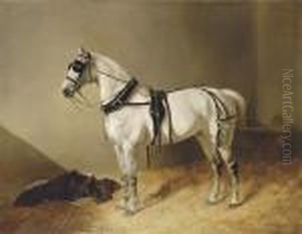 A Grey Carriage Horse In A Stable Oil Painting by John Frederick Herring Snr