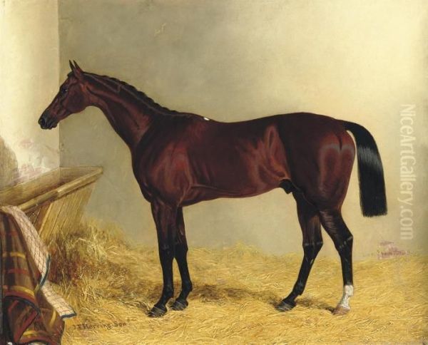 The Earl Of Chesterfield's Bay Colt Oil Painting by John Frederick Herring Snr