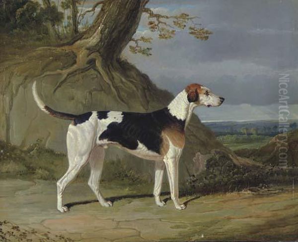 Maleburn, A Foxhound In A Wooded Landscape Oil Painting by John Frederick Herring Snr