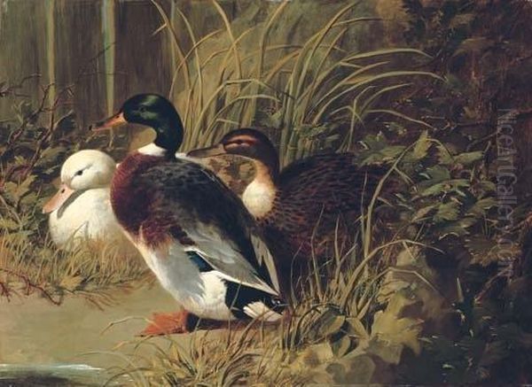 Ducks By A Riverbank Oil Painting by John Frederick Herring Snr