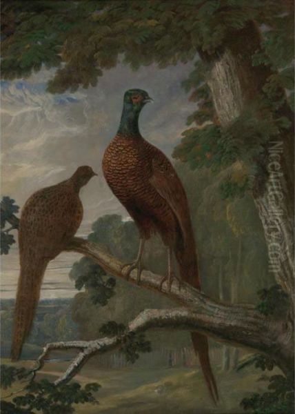 A Pheasant Cock And Hen Oil Painting by John Frederick Herring Snr