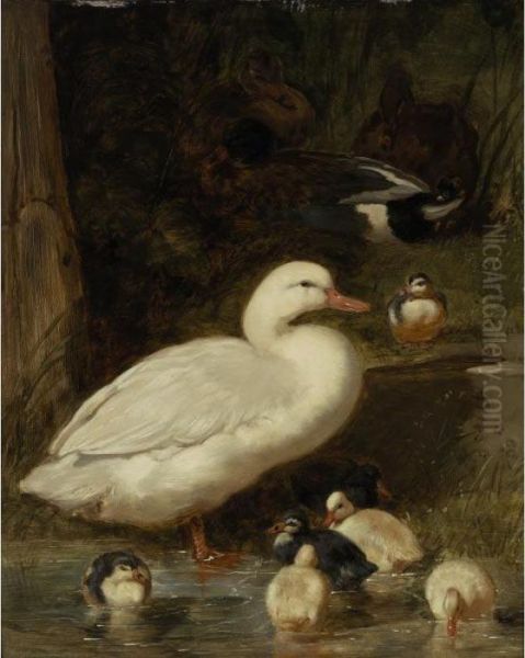 A Duck And Ducklings Oil Painting by John Frederick Herring Snr