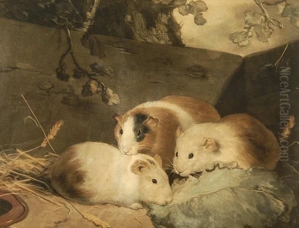 Guinea Pigs Oil Painting by John Frederick Herring Snr