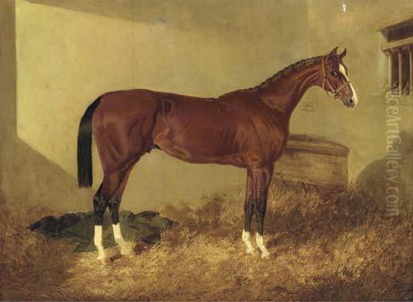 Aristides, A Bay Colt, In A Loosebox Oil Painting by John Frederick Herring Snr