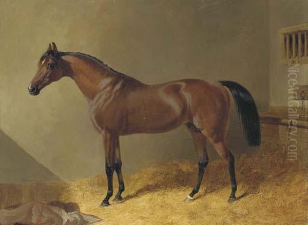 Pacelot, A Bay Stallion, In A Stable Oil Painting by John Frederick Herring Snr