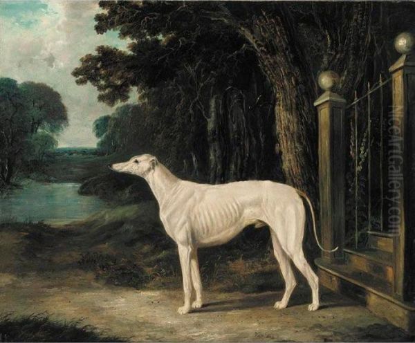 Vandeau, A White Greyhound Oil Painting by John Frederick Herring Snr