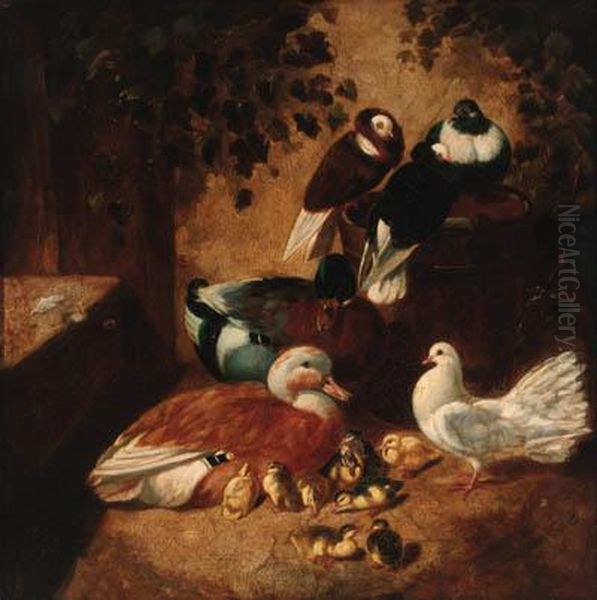 Ducks, Ducklings, Pigeons And A Dove In A Farmyard Oil Painting by John Frederick Herring Snr