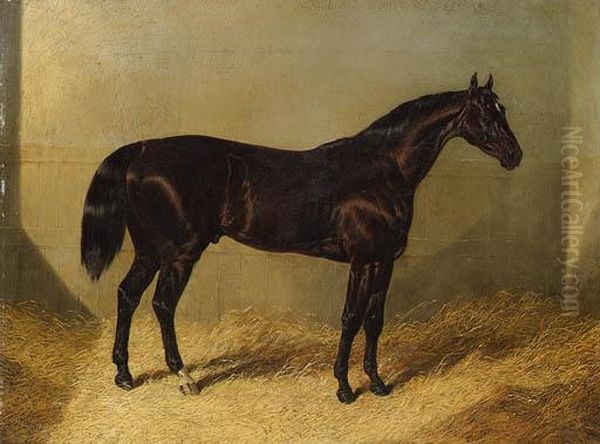 The Saddler, A Dark Bay Racehorse, In A Stable Oil Painting by John Frederick Herring Snr