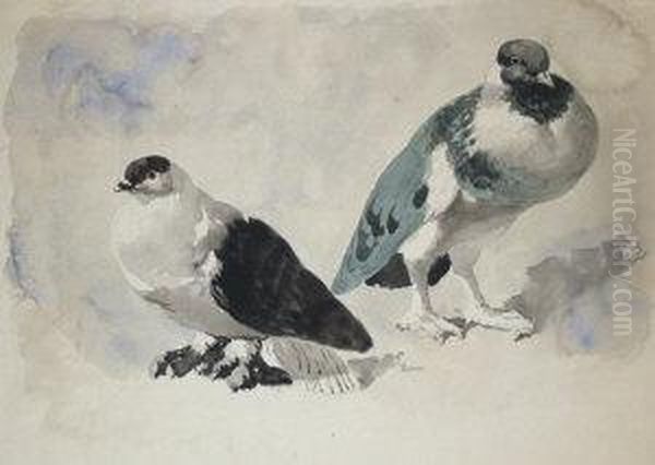 Study Of Pigeons Oil Painting by John Frederick Herring Snr