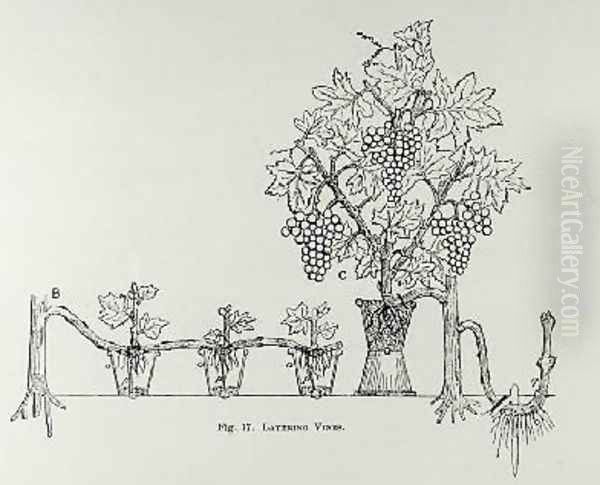 Layering vines from Thomas Mawsons The Art and Craft of Garden Making by Thomas Hayton Mawson