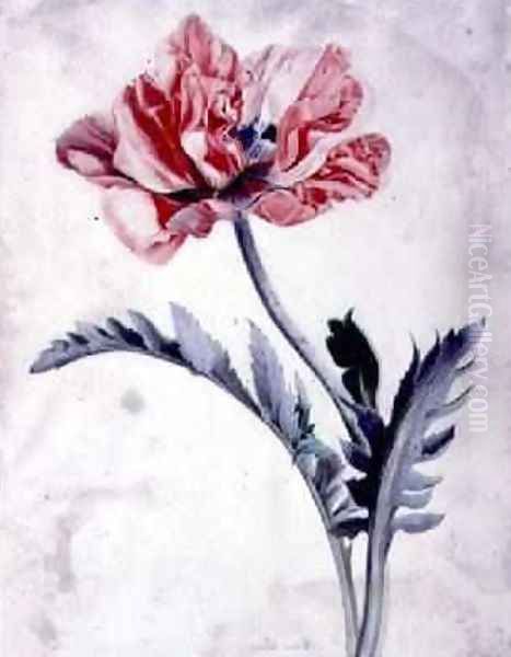 Flower Pieces Oriental Poppy Oil Painting by Marie-Anne