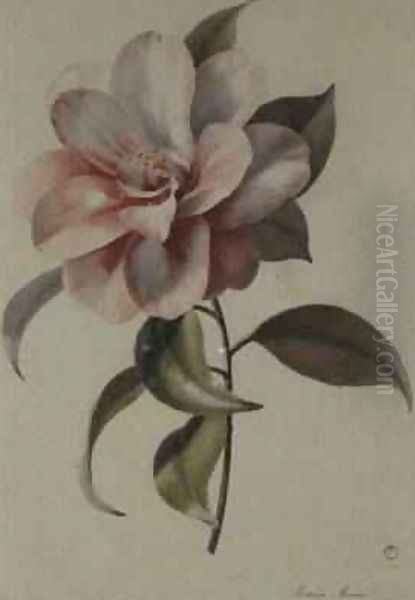 Camellia 2 Oil Painting by Marie-Anne