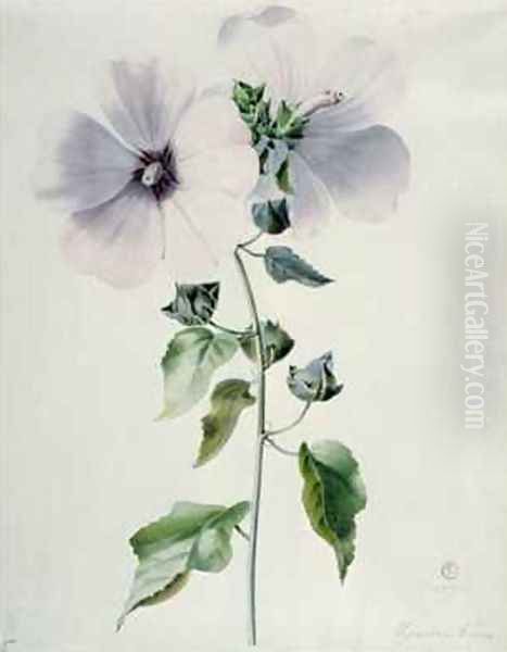 Musk Mallow Oil Painting by Marie-Anne