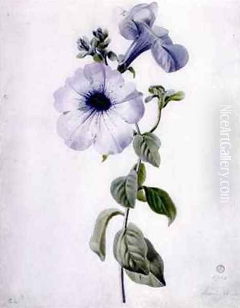 Petunia Oil Painting by Marie-Anne