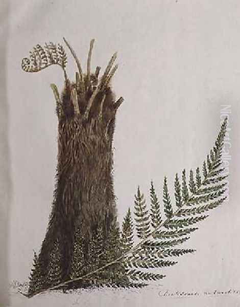 Study of a Fern Oil Painting by Caroline Louisa Meredith