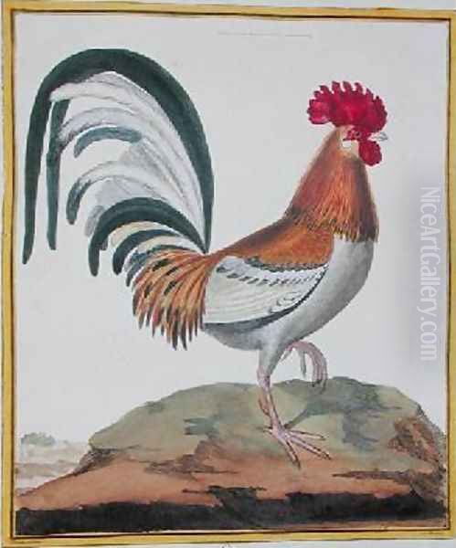 Cockerel from Histoire Naturelle des Oiseaux by Georges de Buffon 1707-88 Oil Painting by Francois Nicolas Martinet