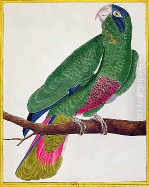 Parrot from Histoire Naturelle des Oiseaux by Georges de Buffon Oil Painting by Francois Nicolas Martinet