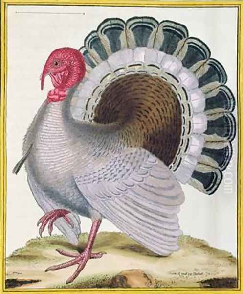 Turkey from Histoire Naturelle des Oiseaux by Georges de Buffon 1707-88 Oil Painting by Francois Nicolas Martinet