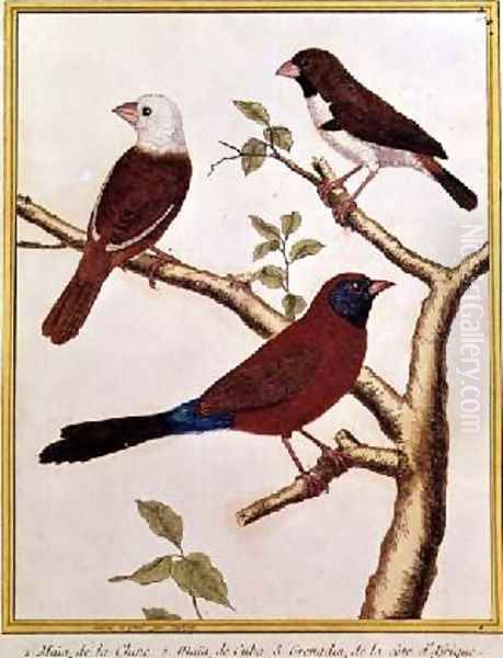 White-headed Munia Double Coloured Seed Eater and Violet Eared Waxbill Oil Painting by Francois Nicolas Martinet