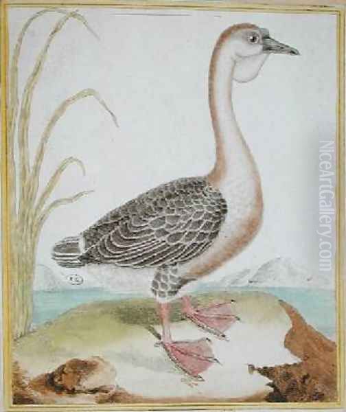 Guinea Duck from Histoire Naturelle des Oiseaux by Georges de Buffon 1707-88 Oil Painting by Francois Nicolas Martinet